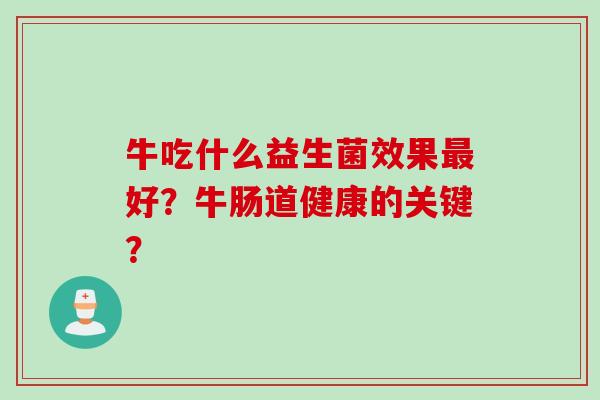 牛吃什么益生菌效果最好？牛肠道健康的关键？