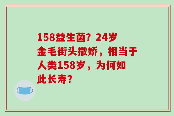 158益生菌？24岁金毛街头撒娇，相当于人类158岁，为何如此长寿？