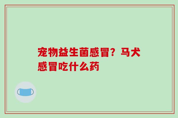 宠物益生菌感冒？马犬感冒吃什么药