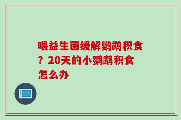 喂益生菌缓解鹦鹉积食？20天的小鹦鹉积食怎么办