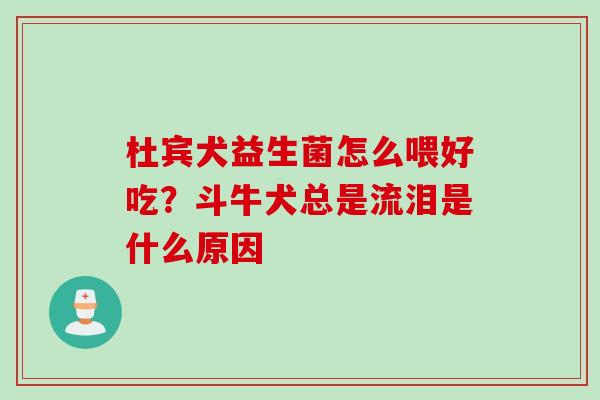 杜宾犬益生菌怎么喂好吃？斗牛犬总是流泪是什么原因