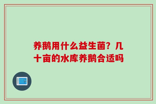 养鹅用什么益生菌？几十亩的水库养鹅合适吗