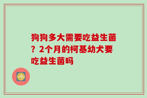 狗狗多大需要吃益生菌?2个月的柯基幼犬要吃益生菌吗 狗狗多大需要吃益生菌?2个月的柯基幼犬要吃益生菌吗