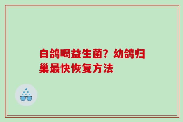 白鸽喝益生菌？幼鸽归巢快恢复方法