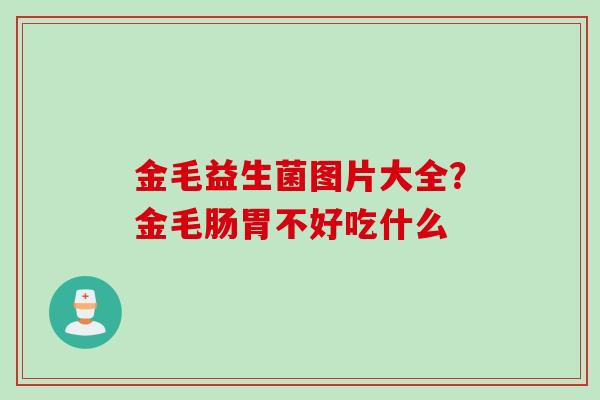 金毛益生菌图片大全？金毛肠胃不好吃什么