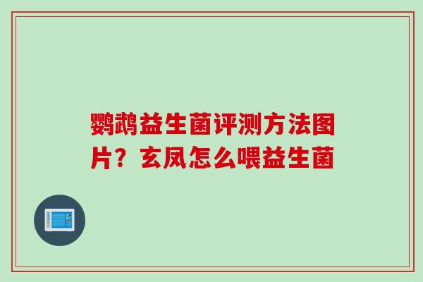 鹦鹉益生菌评测方法图片？玄凤怎么喂益生菌