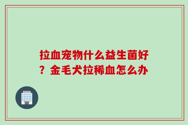 拉血宠物什么益生菌好？金毛犬拉稀血怎么办