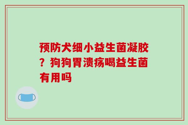 预防犬细小益生菌凝胶？狗狗胃溃疡喝益生菌有用吗