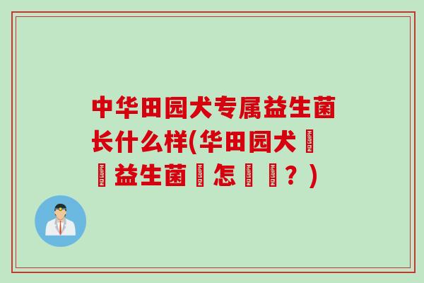 中华田园犬专属益生菌长什么样(华田园犬專屬益生菌長怎麼樣?) 中华田园犬专属益生菌长什么样(华田园犬專屬益生菌長怎麼樣?)