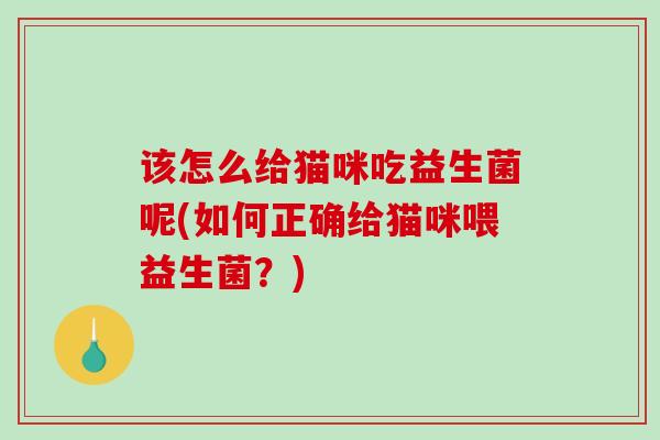 该怎么给猫咪吃益生菌呢(如何正确给猫咪喂益生菌？)