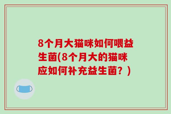 8个月大猫咪如何喂益生菌(8个月大的猫咪应如何补充益生菌？)