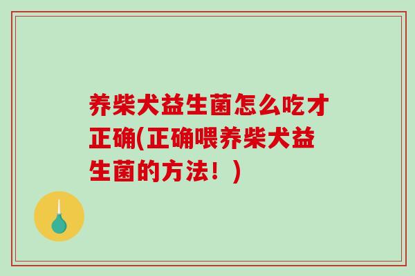 养柴犬益生菌怎么吃才正确(正确喂养柴犬益生菌的方法！)