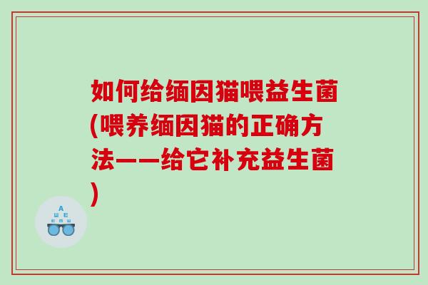 如何给缅因猫喂益生菌(喂养缅因猫的正确方法——给它补充益生菌)