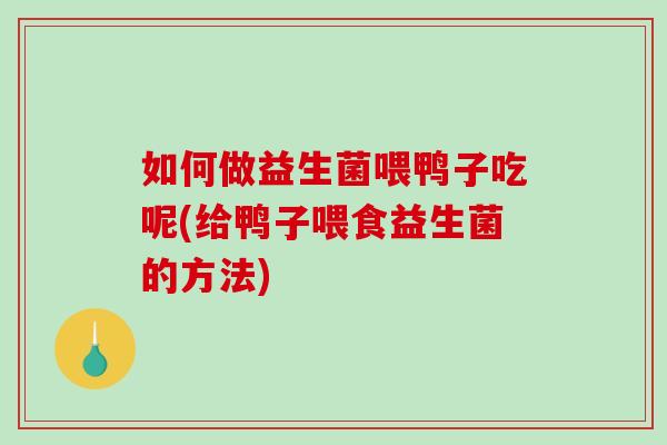 如何做益生菌喂鸭子吃呢(给鸭子喂食益生菌的方法)