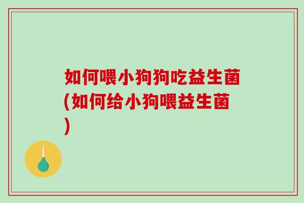 如何喂小狗狗吃益生菌(如何给小狗喂益生菌)