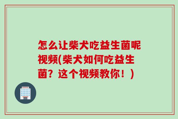 怎么让柴犬吃益生菌呢视频(柴犬如何吃益生菌？这个视频教你！)
