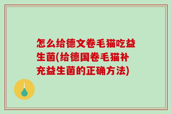 怎么给德文卷毛猫吃益生菌(给德国卷毛猫补充益生菌的正确方法)