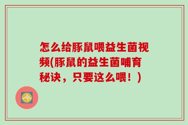 怎么给豚鼠喂益生菌视频(豚鼠的益生菌哺育秘诀，只要这么喂！)