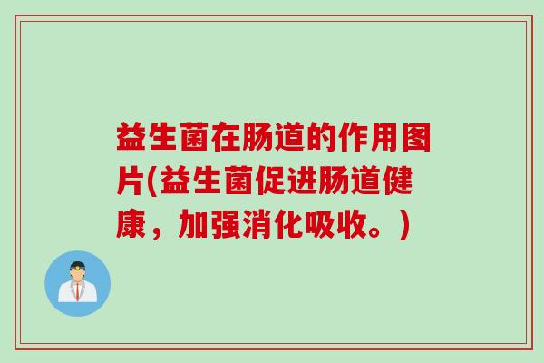 益生菌在肠道的作用图片(益生菌促进肠道健康，加强消化吸收。)