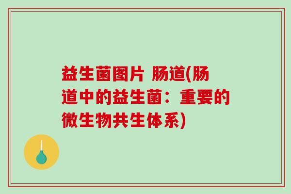 益生菌图片 肠道(肠道中的益生菌：重要的微生物共生体系)