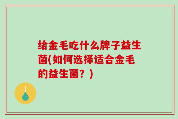 给金毛吃什么牌子益生菌(如何选择适合金毛的益生菌？)