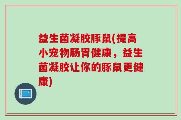 益生菌凝胶豚鼠(提高小宠物肠胃健康，益生菌凝胶让你的豚鼠更健康)
