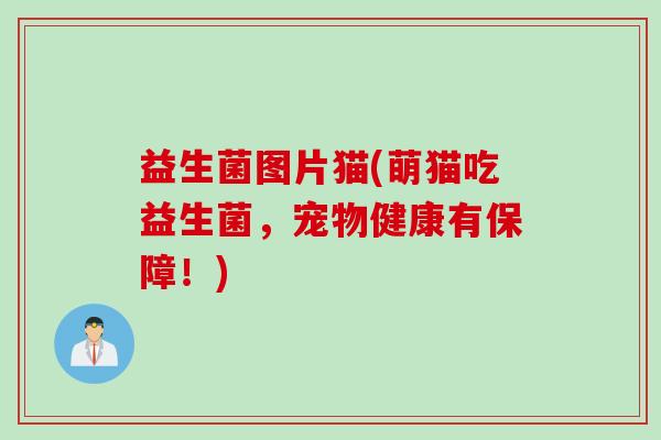 益生菌图片猫(萌猫吃益生菌，宠物健康有保障！)