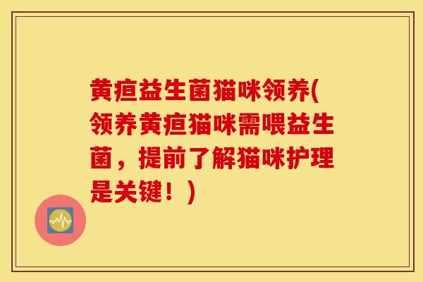 黄疸益生菌猫咪领养(领养黄疸猫咪需喂益生菌，提前了解猫咪护理是关键！)