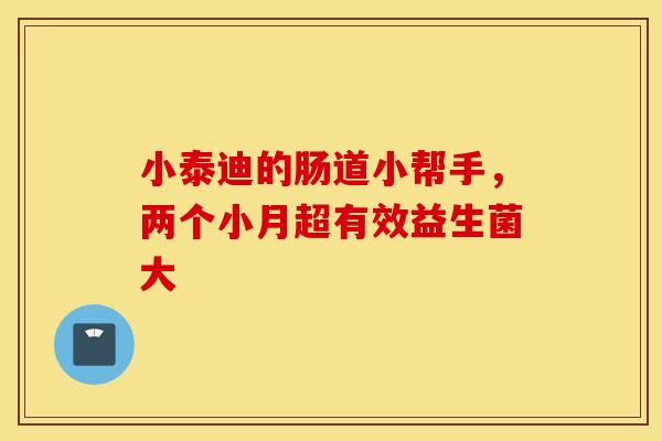 小泰迪的肠道小帮手，两个小月超有效益生菌大